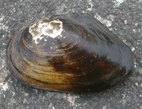 Duck mussel